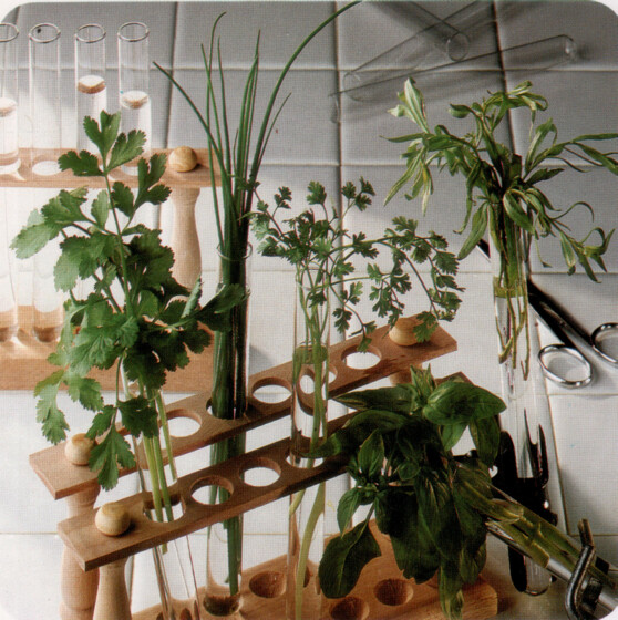 Les herbes aromatiques