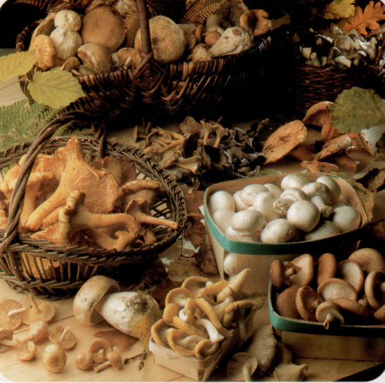 Les champignons